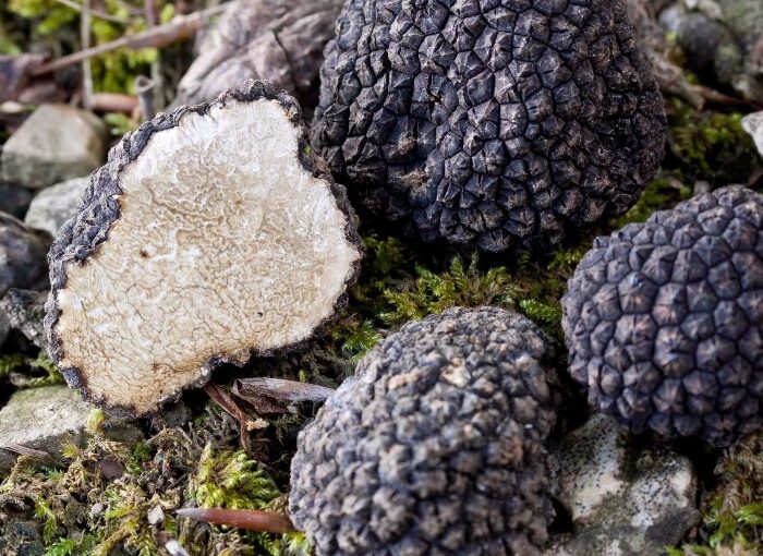 Fresh Black Summer Truffle