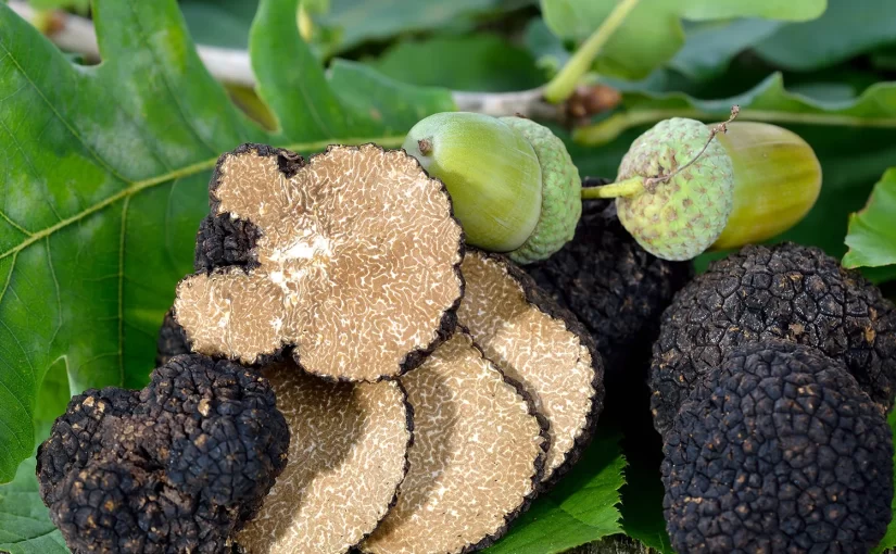Fresh Black Autumn Truffle