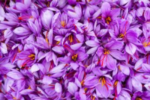 Spanish Herbs and Spices Essentials