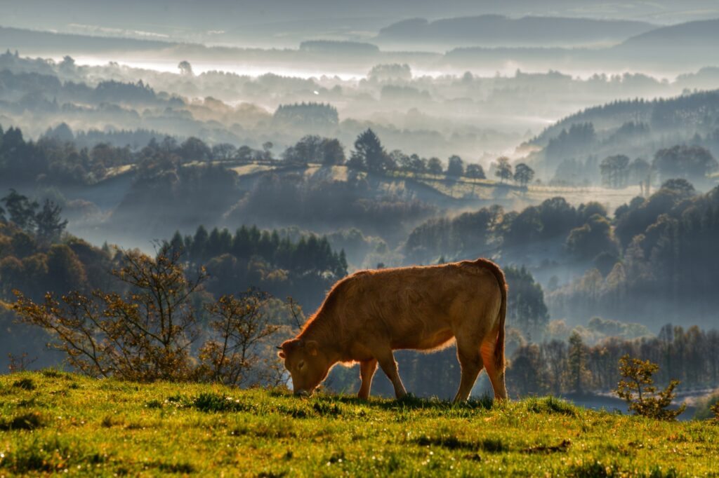 Galician Beef vs Wagyu