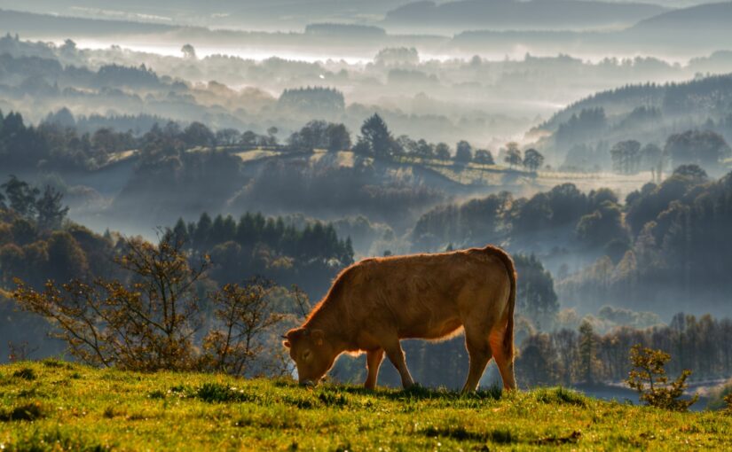 Galician Beef vs Wagyu